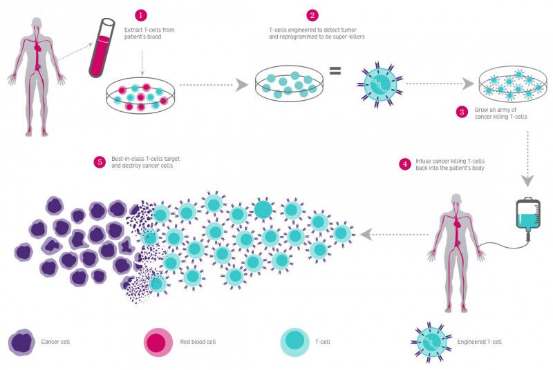 Crispr Clinical Trials A Update Innovative Genomics Institute Igi