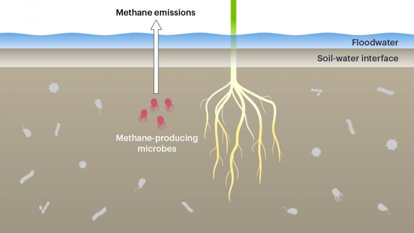 Investigating The Role Of Soil Microbes In Greenhouse Gas Emissions