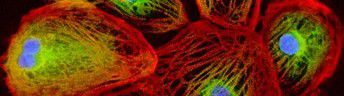 Células de miocitos fluorescentes