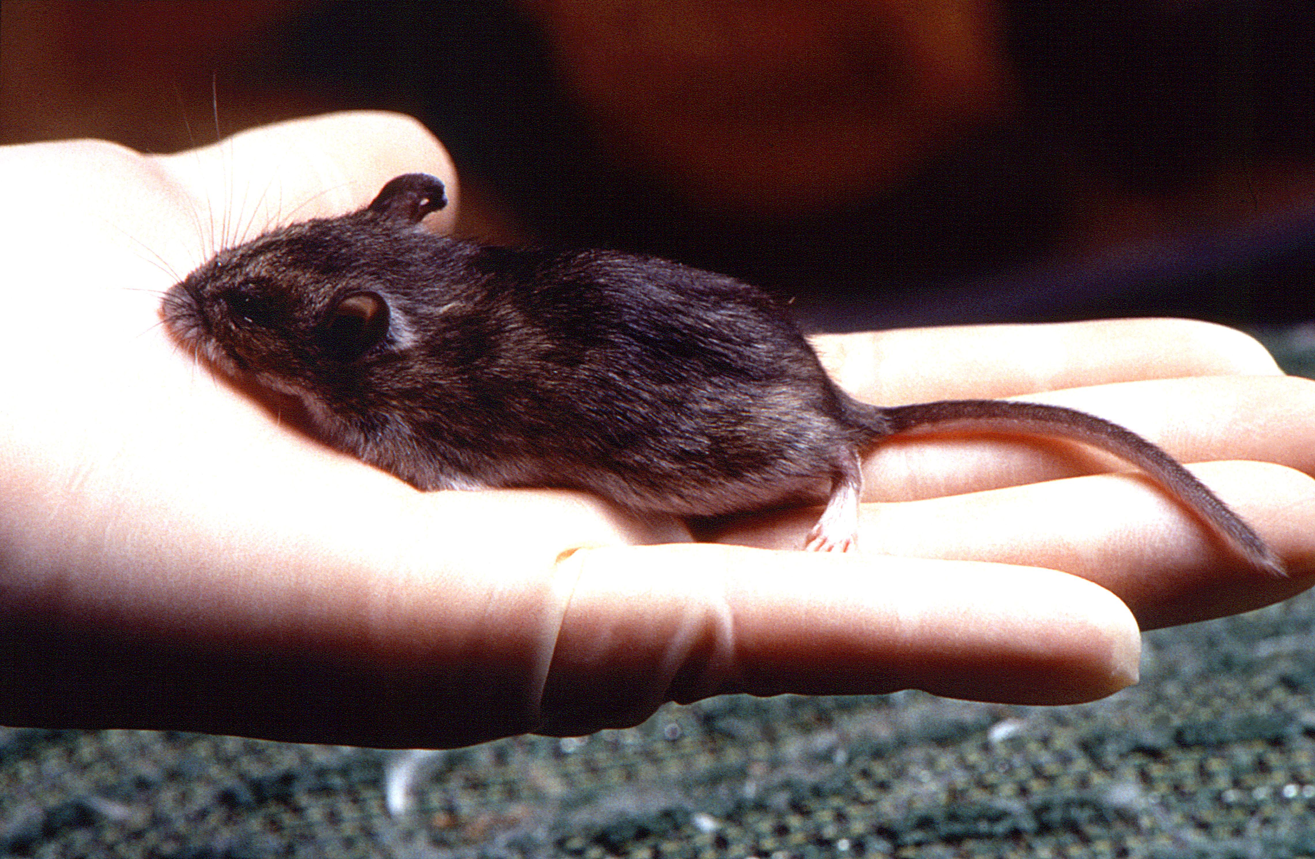 Sterile latex gloved hand holding an unknown specie of deer mouse