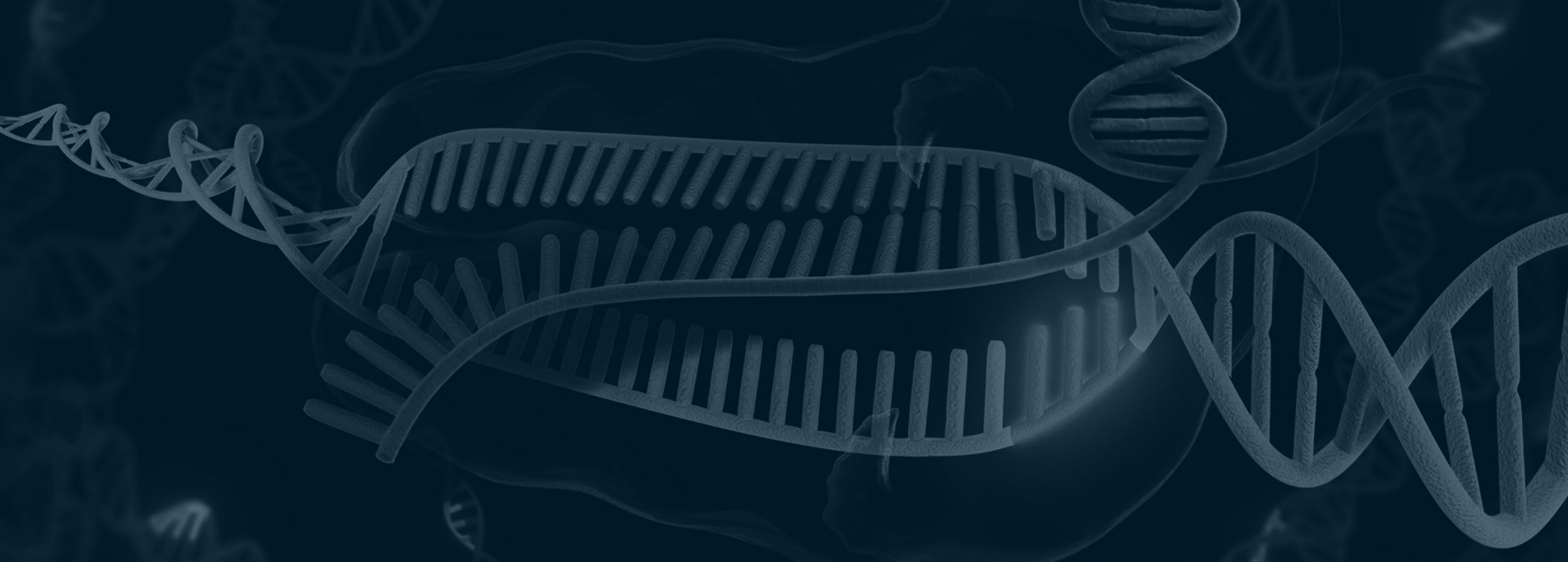 Cartoon representation of CRISPR-Cas9 bound to RNA and DNA