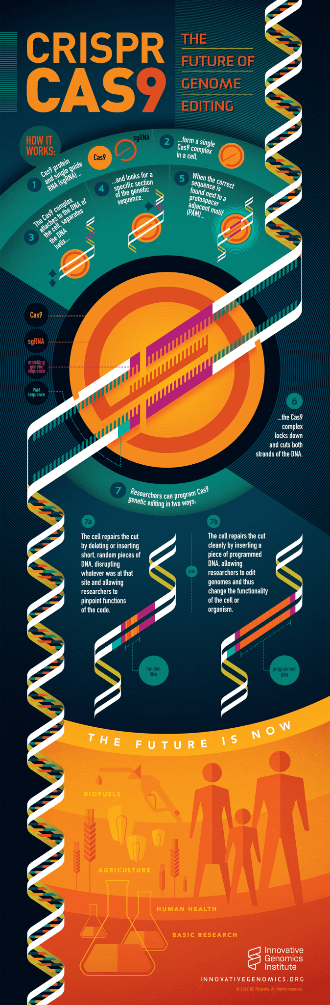 CRISPR Infographic - Innovative Genomics Institute (IGI)