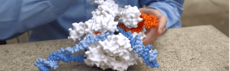 Estructura impresa en 3D de CRISPR-Cas9 unida tanto al ADN como al ARN