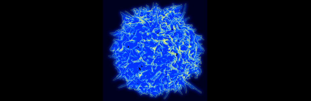 Avances en la ingeniería de "células T" humanas utilizando CRISPR / Cas9 - Innovative Genomics Initiative (IGI)