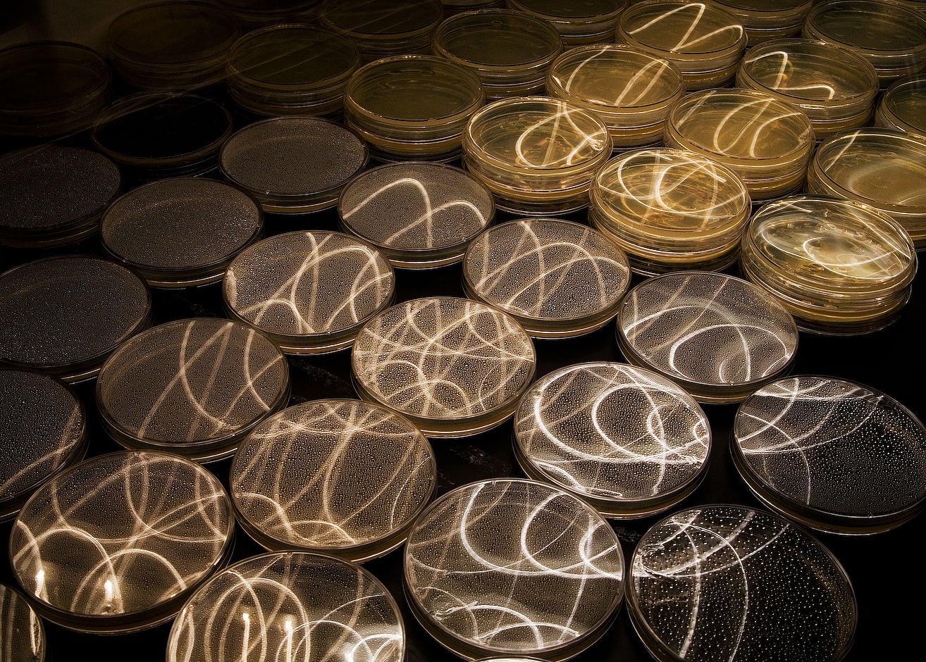 Placas de Petri con patrones de luz que se reflejan en sus tapas.