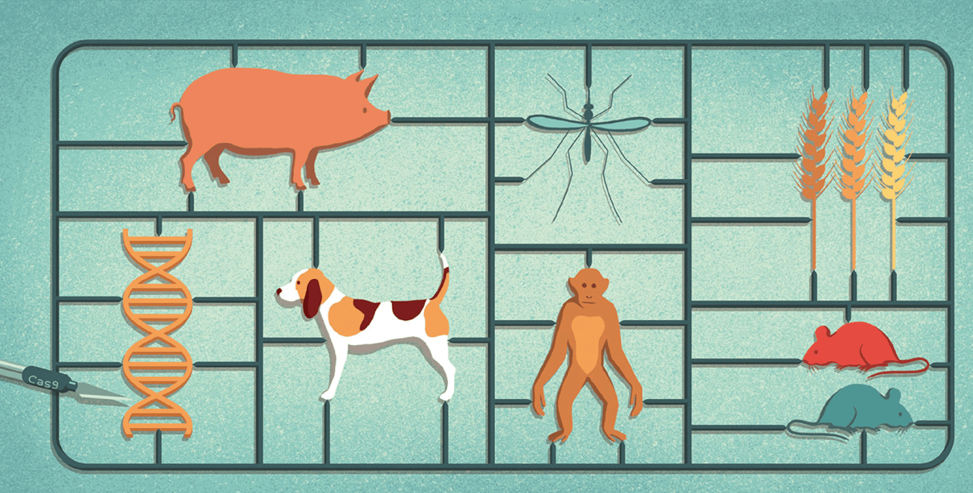 Representación de dibujos animados de la función Cas9 con ADN con diferentes animales