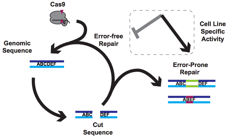 Diagrama del ciclo Cas9