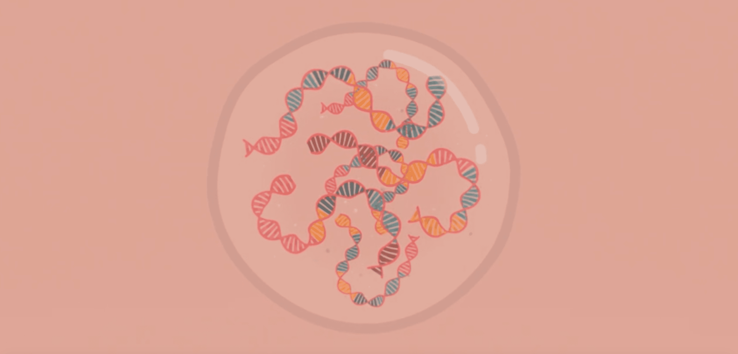 Doble hélice de ADN enredado confinado en un círculo