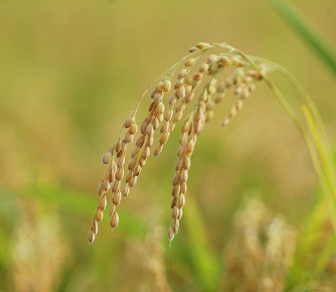 A rice plant bending lightly in the breeze
