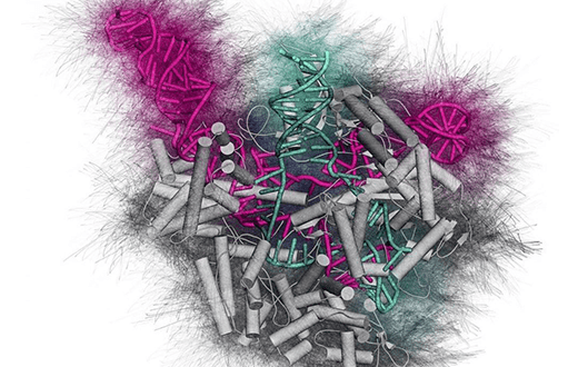 Estructura cristalina de la proteína Cas9 de Streptococcus pyogenes con ARN guía verde azulado y ADN diana rosa