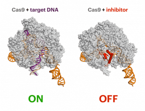 Comparación entre Cas9 unido al ADN diana y Cas9 inhibido de unirse al ADN por una proteína anti-CRISPR