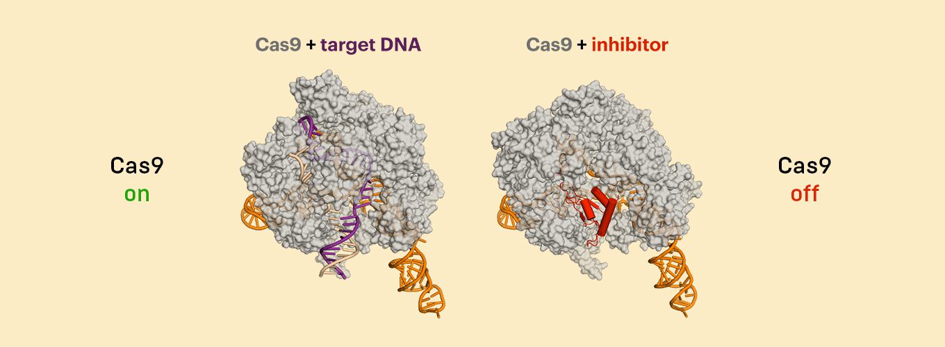 当抗 CRISPR 抑制剂蛋白与其 DNA 识别通道结合时，Cas9 无法结合和切割 DNA