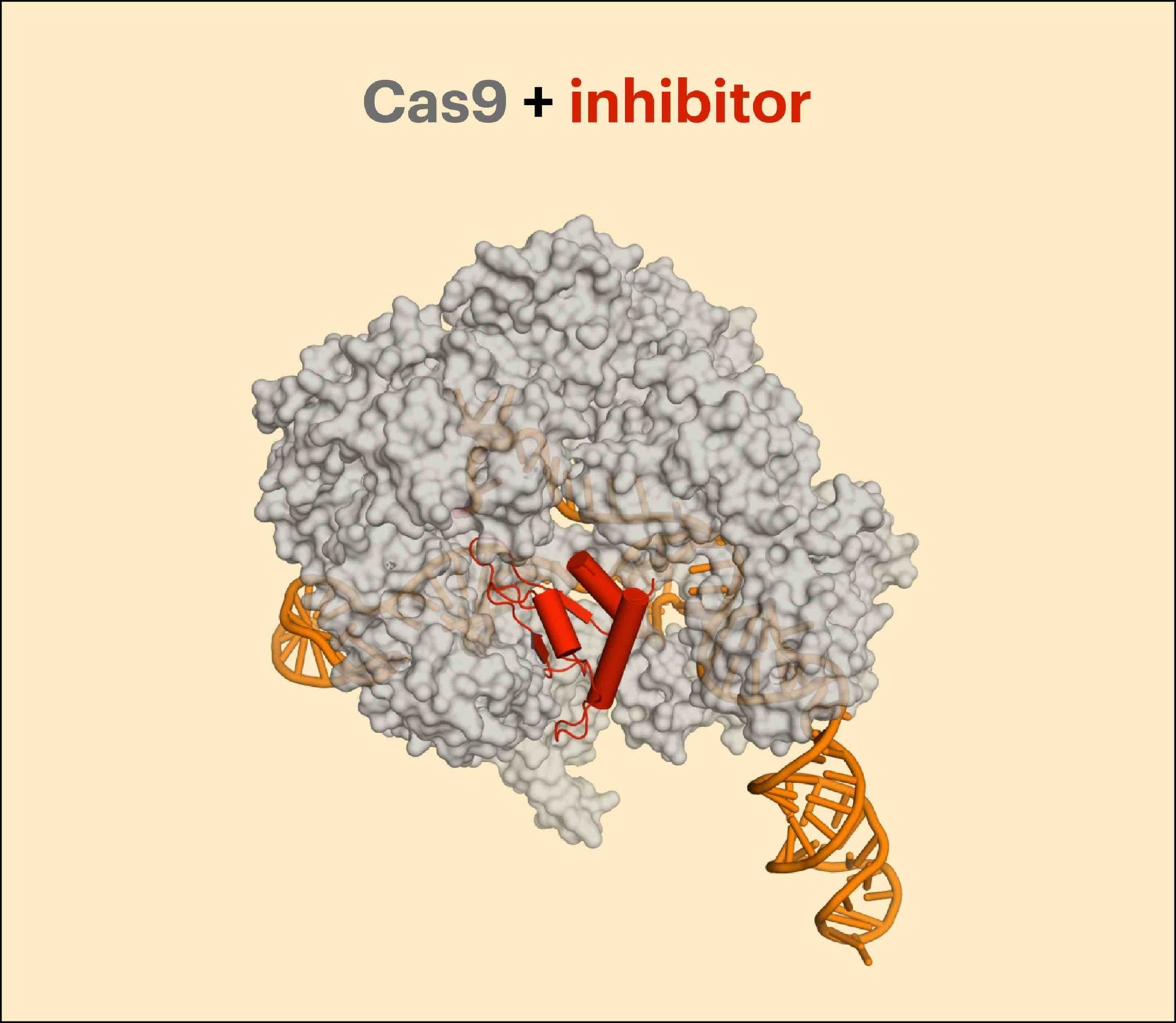 Cas9 inhibido por una proteína anti-CRISPR que imita al ADN