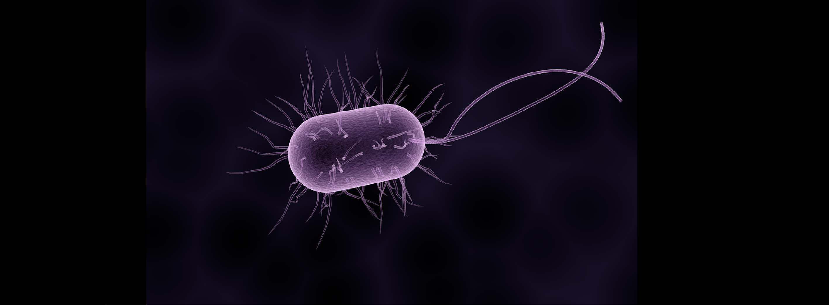 紫色大肠杆菌使用其鞭毛游泳