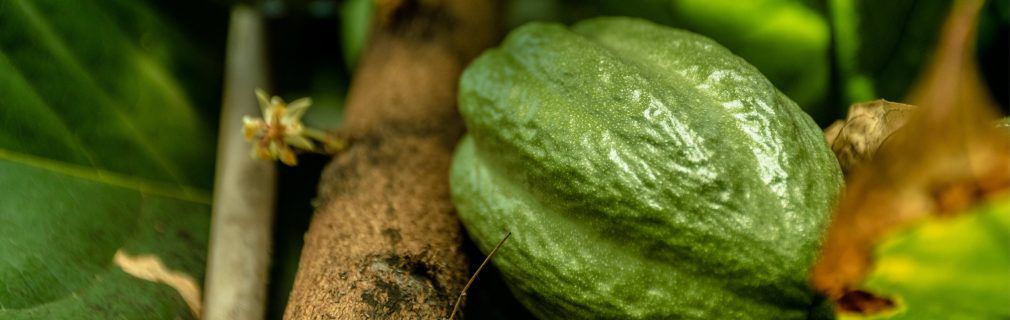 Cacao tree with green cacao fruit