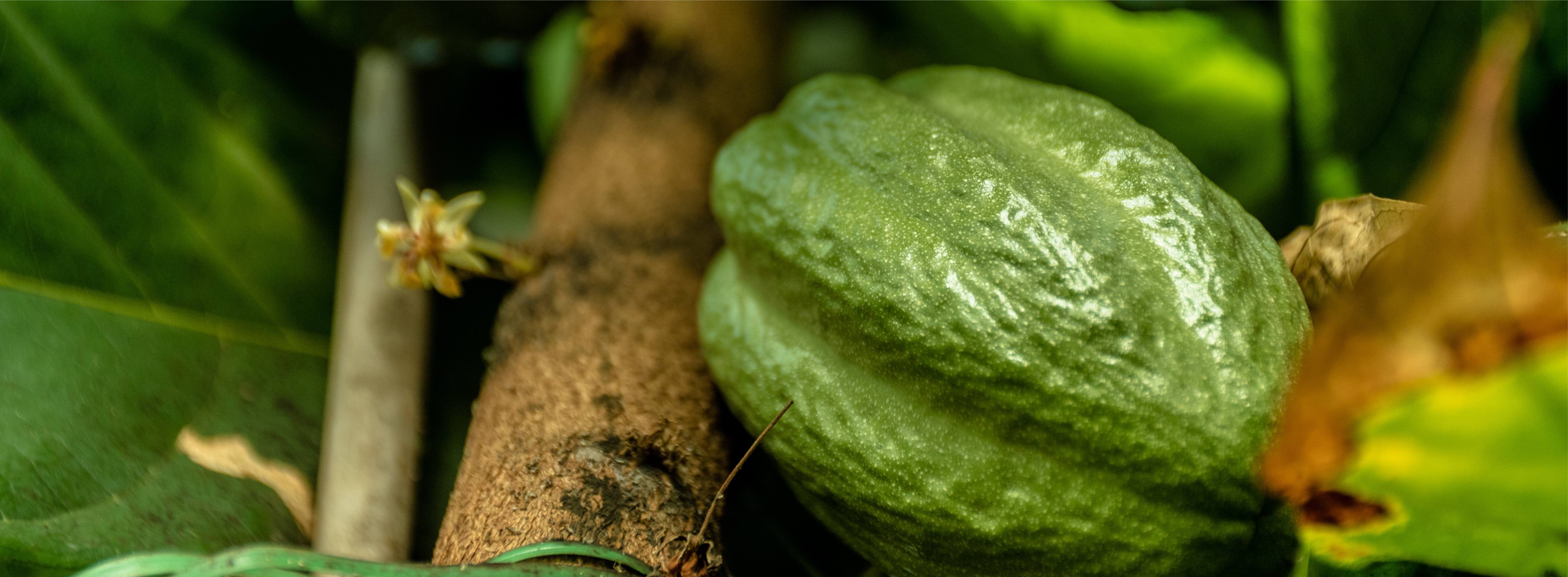 Árbol de cacao con fruto de cacao verde