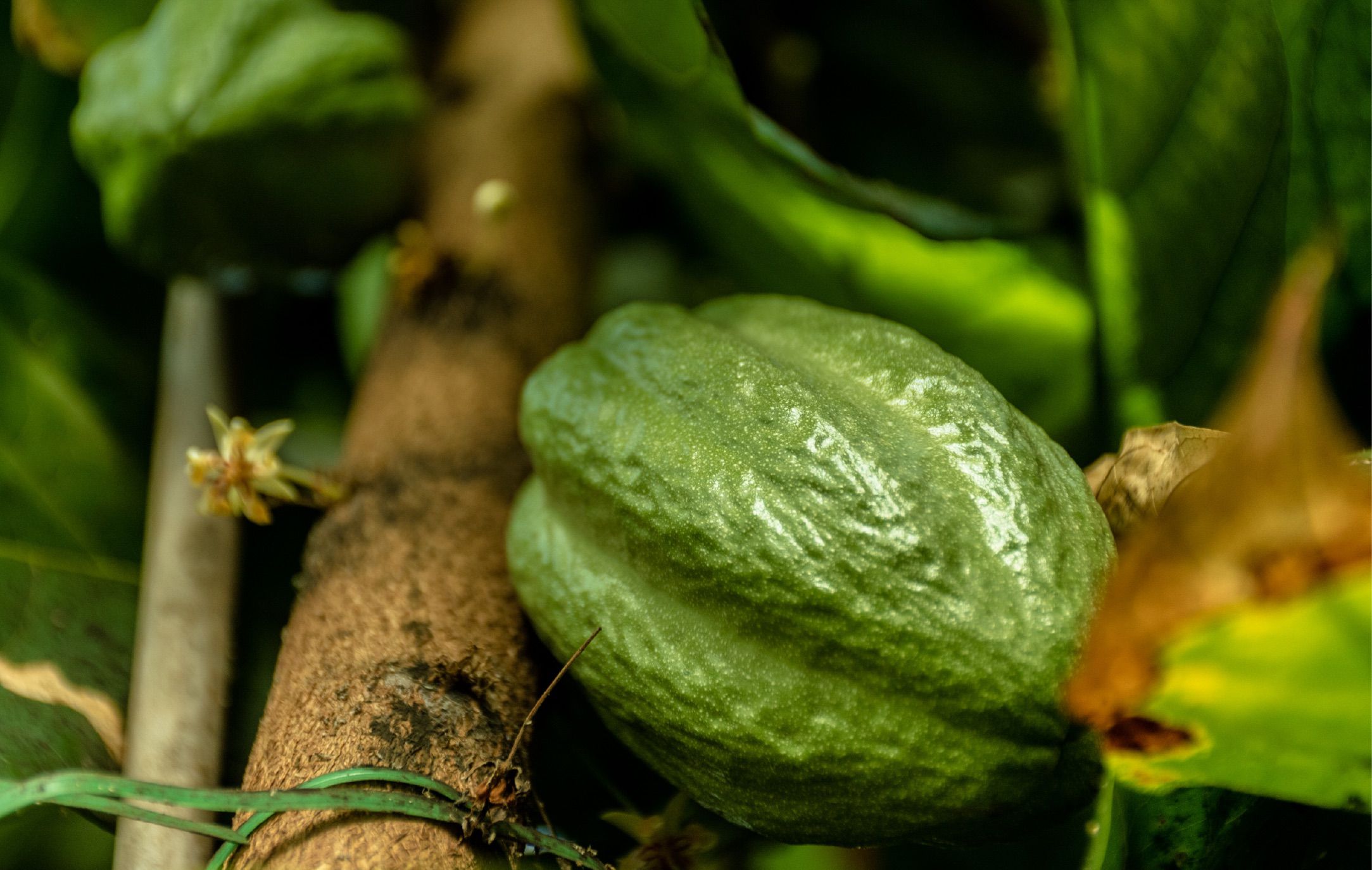 Árbol de cacao con fruto de cacao verde