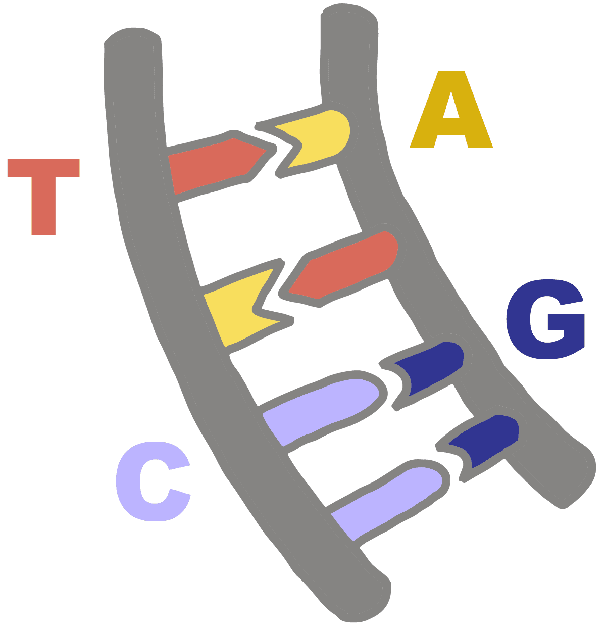 Imagen de pares de bases de ADN con su base complementaria, pares de bases de adenina con timina y pares de bases de guanina con citosina