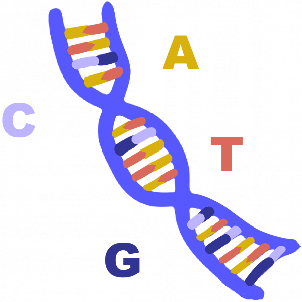 Imagen de la hélice de ADN azul con pares de bases adenina, timina, citosina y guanina
