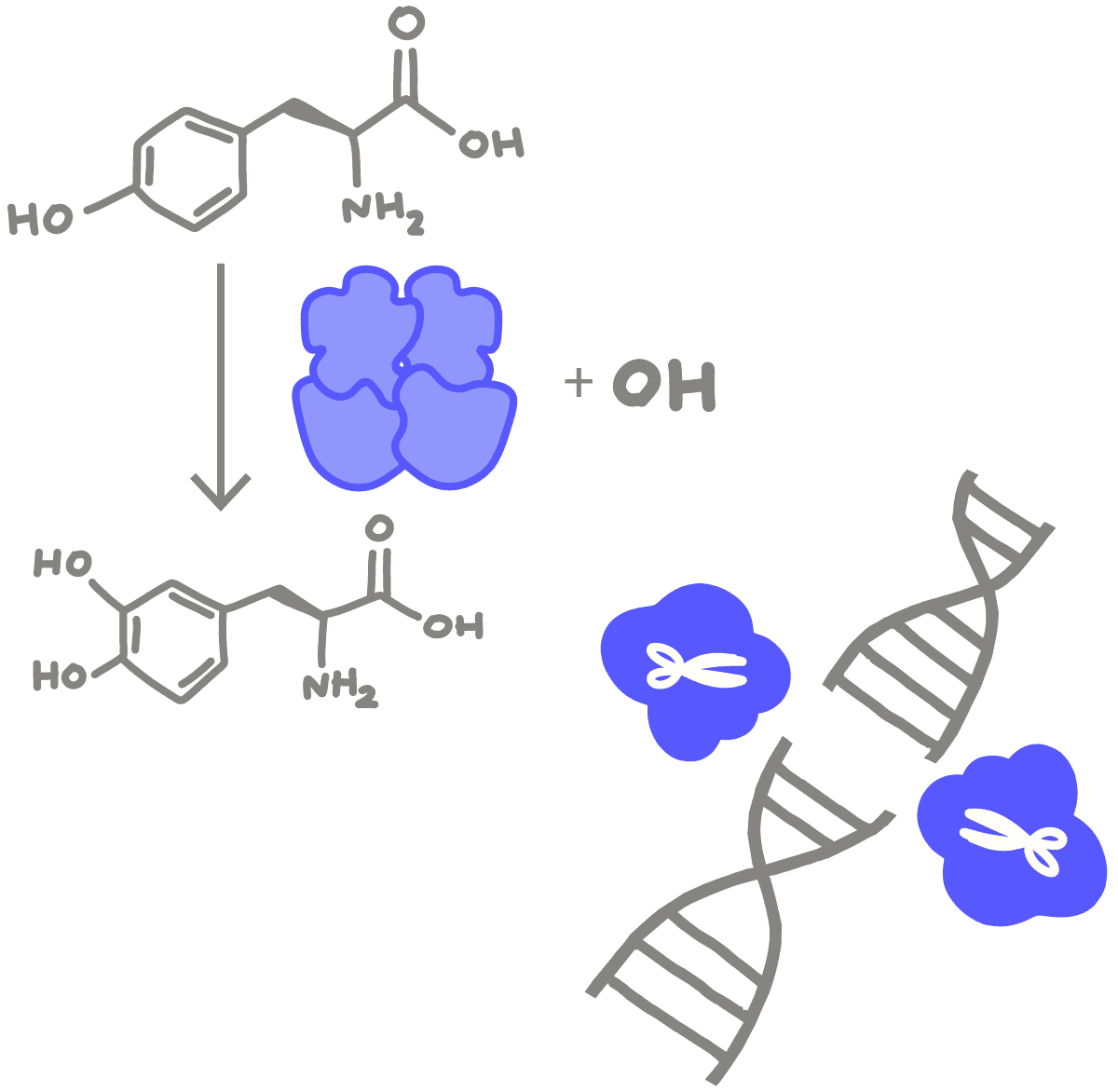 Image of an enzyme adding a hydroxyl group to the phenol ring of Tyrosine. DNA helix is cut in half by enzymes with scissors.