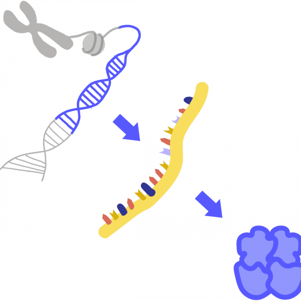 Image of gene expression. Starting with a gray chromosome, DNA nucleosomes are acetylated and chromatin is exposed. The chromatin then exposes a DNA segment that is translated into RNA to then be transcribed into a protein.