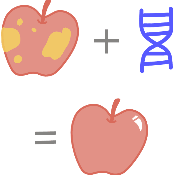 一个经过基因改造的腐烂苹果的图像，现在插入 DNA 已经成熟