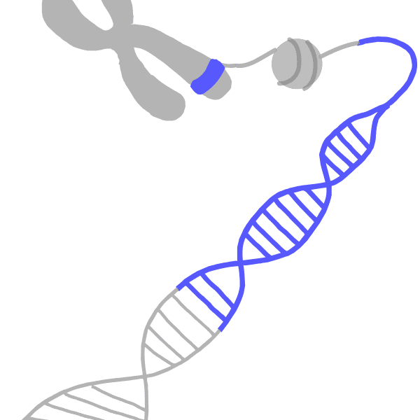 Imagen de un gen azul en un cromosoma. El cromosoma se desenrolla para exponer los nucleosomas para la acetilación y finalmente exponer el ADN para la transcripción.