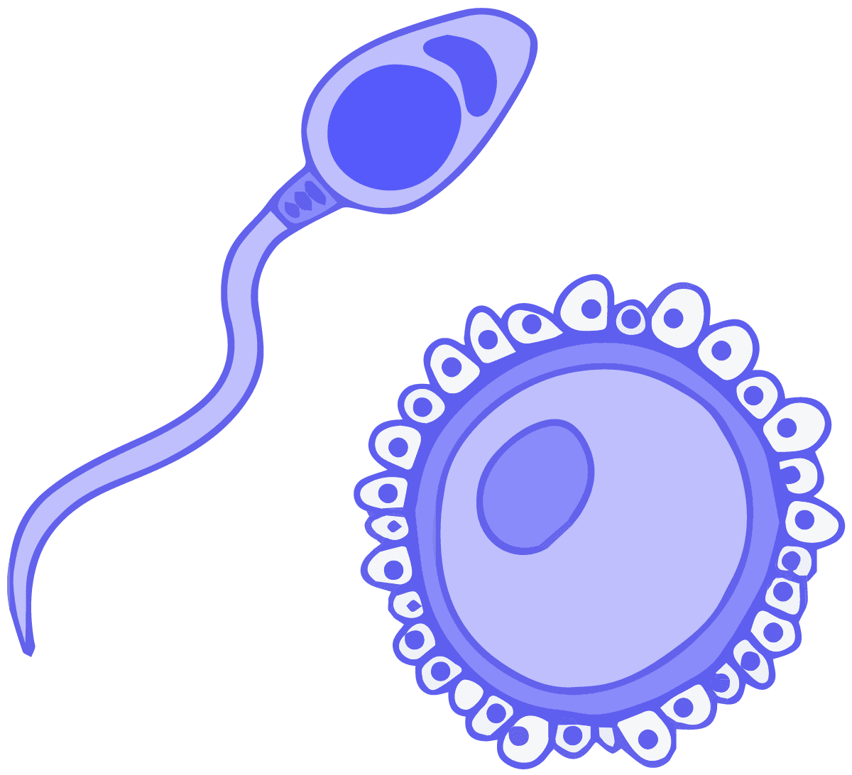Imagen de células germinales azules, espermatozoides y óvulos