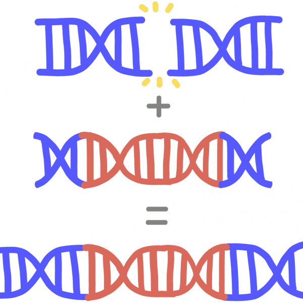 同源定向修复的图像。 最初的蓝色 DNA 被切割成两半，其同源物能够插入缺失的 DNA 片段。