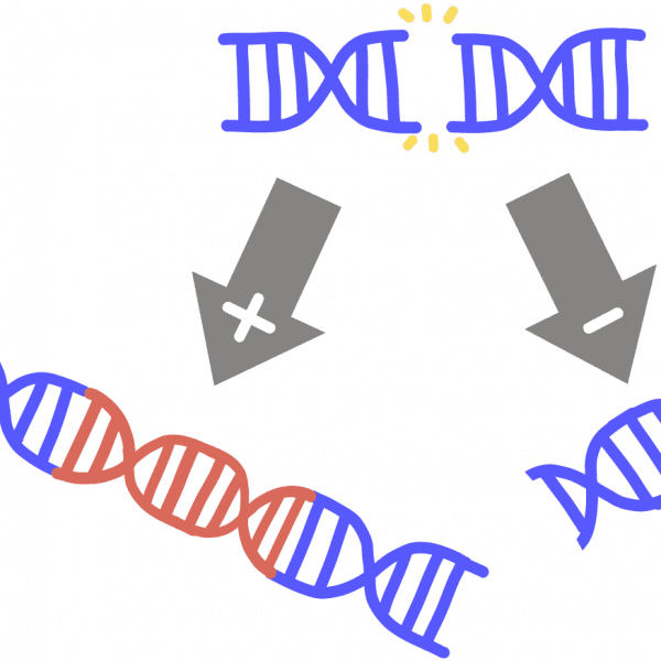 Imagen de una mutación de inserción-deleción. Una flecha con un signo más apunta a un ADN más largo al que se le ha insertado un fragmento rojo. Otra flecha con un signo menos apunta a un ADN más corto con un fragmento de ADN eliminado.