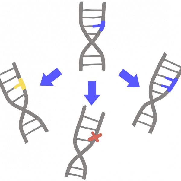 Imagen de tres tipos de mutaciones en el ADN. Un ADN que ha cambiado su base azul inicial a una base amarilla representa mutaciones de sustitución de bases. El ADN al que se le ha cambiado su base azul inicial a una cruz roja representa una mutación por deleción. El ADN que ha tenido su base azul inicial cambiada a dos bases azules representa una mutación de inserción.
