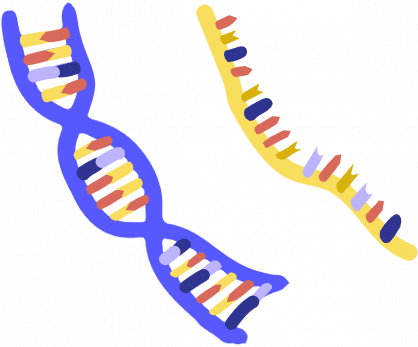 Nucleic acid - Innovative Genomics Institute (IGI)