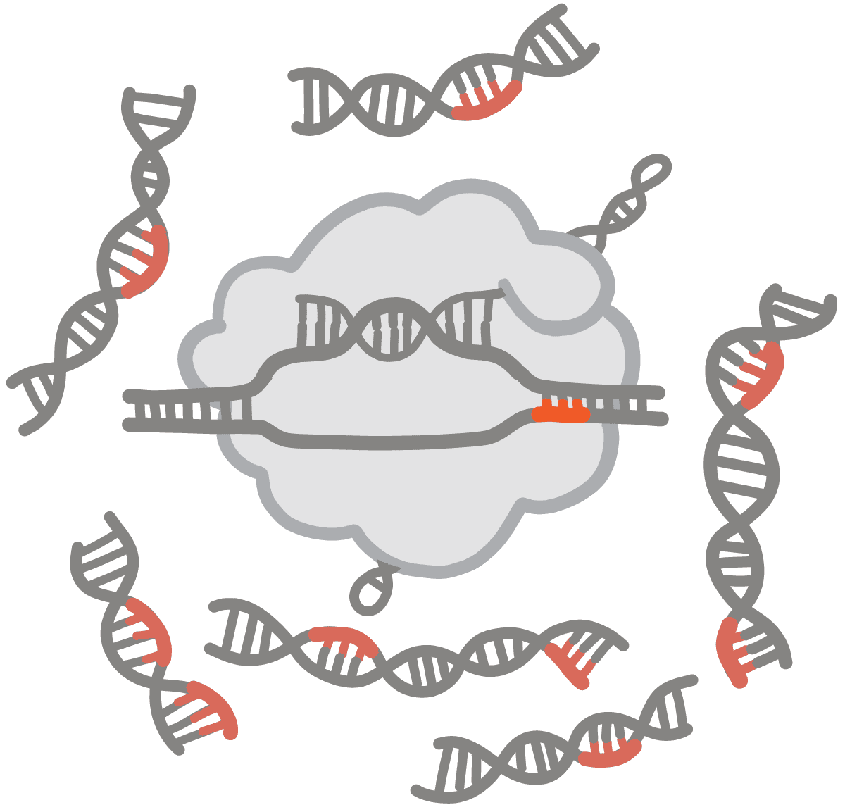 Imagen de secuencias de PAM rojas en ADN objetivo de Cas9
