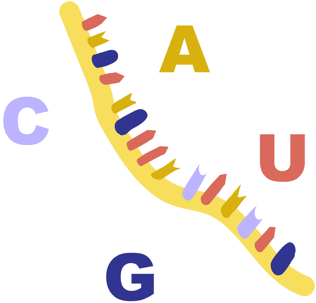 黄色单链 RNA 的图像，其碱基为腺嘌呤、胞嘧啶、鸟嘌呤和尿嘧啶。