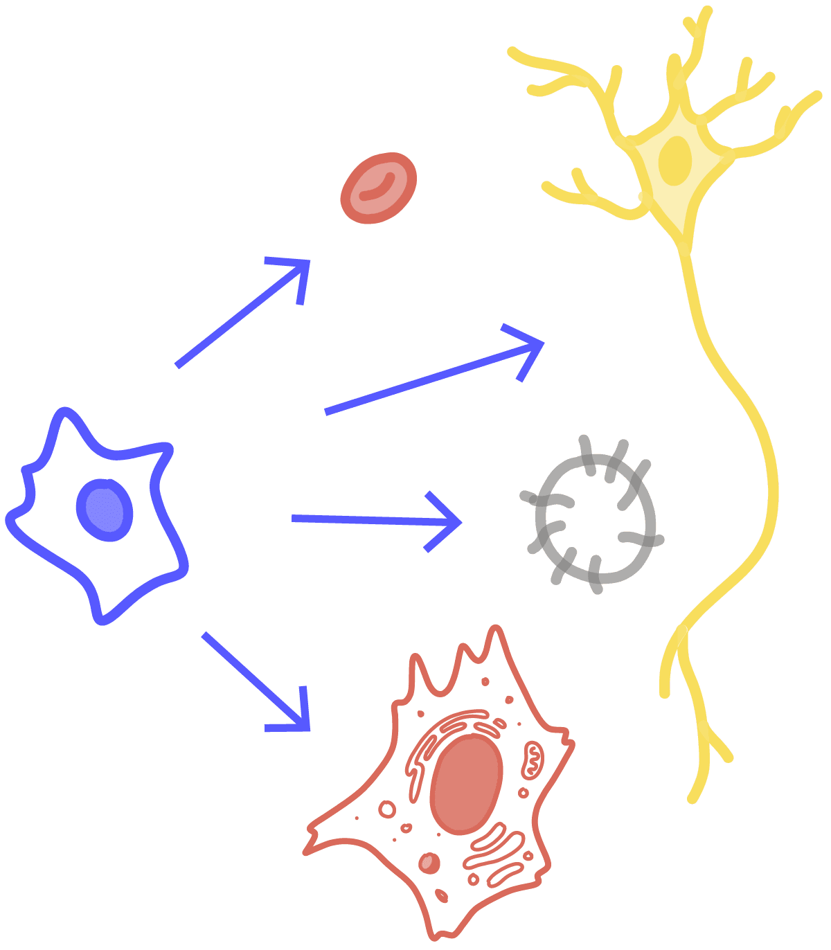Imagen de una célula madre transformándose en diferentes tipos de células, incluidos un glóbulo rojo, una célula nerviosa, una célula somática y una célula germinal.