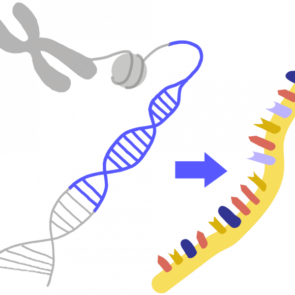 Image of transcription. Blue DNA is transcribed to produce a yellow, single-stranded RNA.