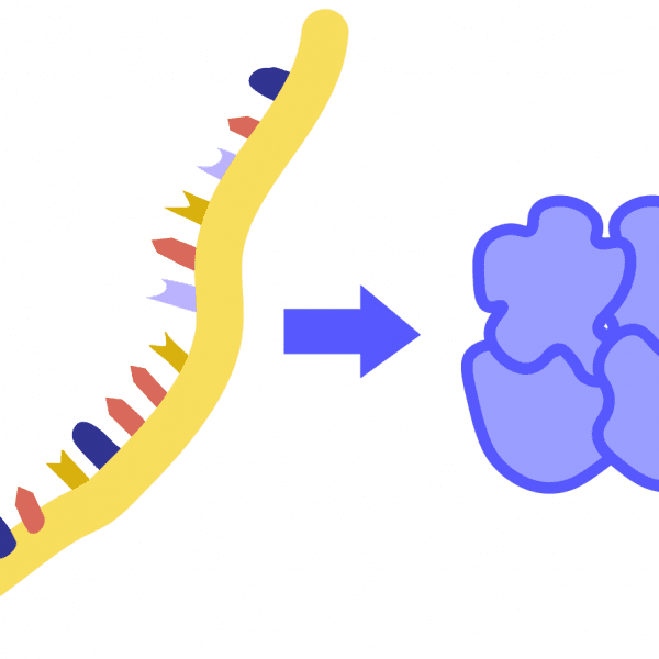 Image of translation. A single-stranded, yellow RNA is translated into a blue protein.
