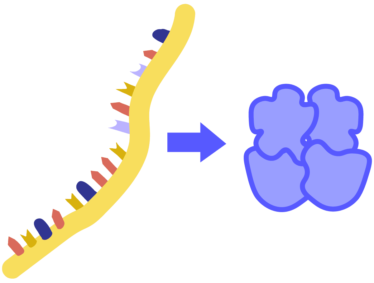 Imagen de traducción. Un ARN amarillo monocatenario se traduce en una proteína azul.