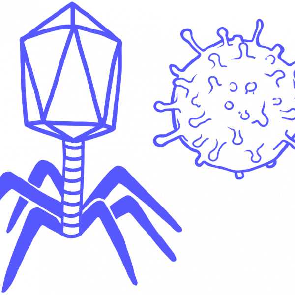 Imagen de dos virus. Un virus complejo y un virus esférico.