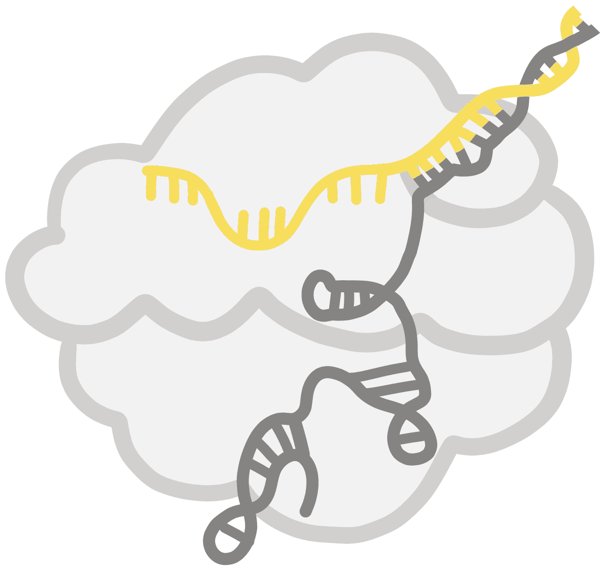Imagen de crRNA amarillo formando un complejo con Cas protien y RNA guía