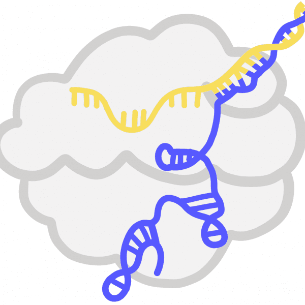 Image of a guide RNA in a protein.