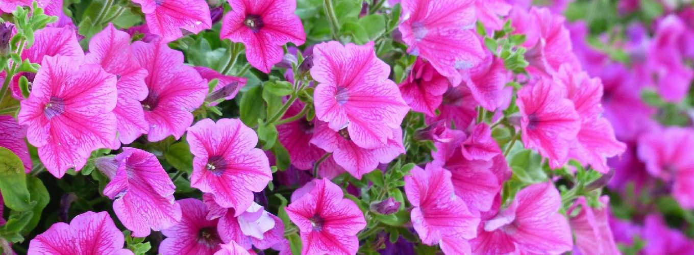 Pink flowers of Solanaceae plants