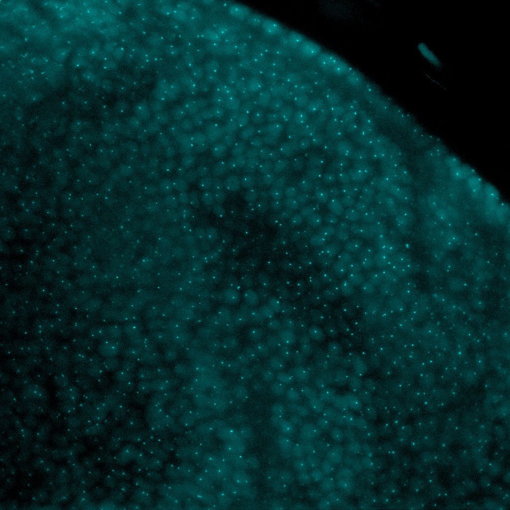 Fluorescent DNA in fly cells