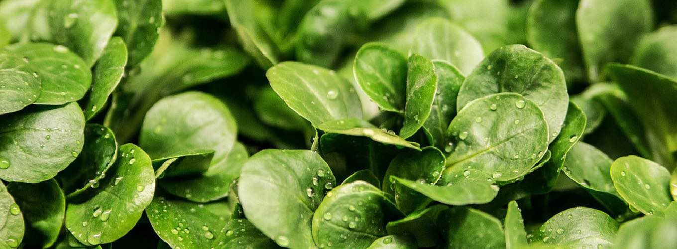 Leaves of green vegetables in a salad