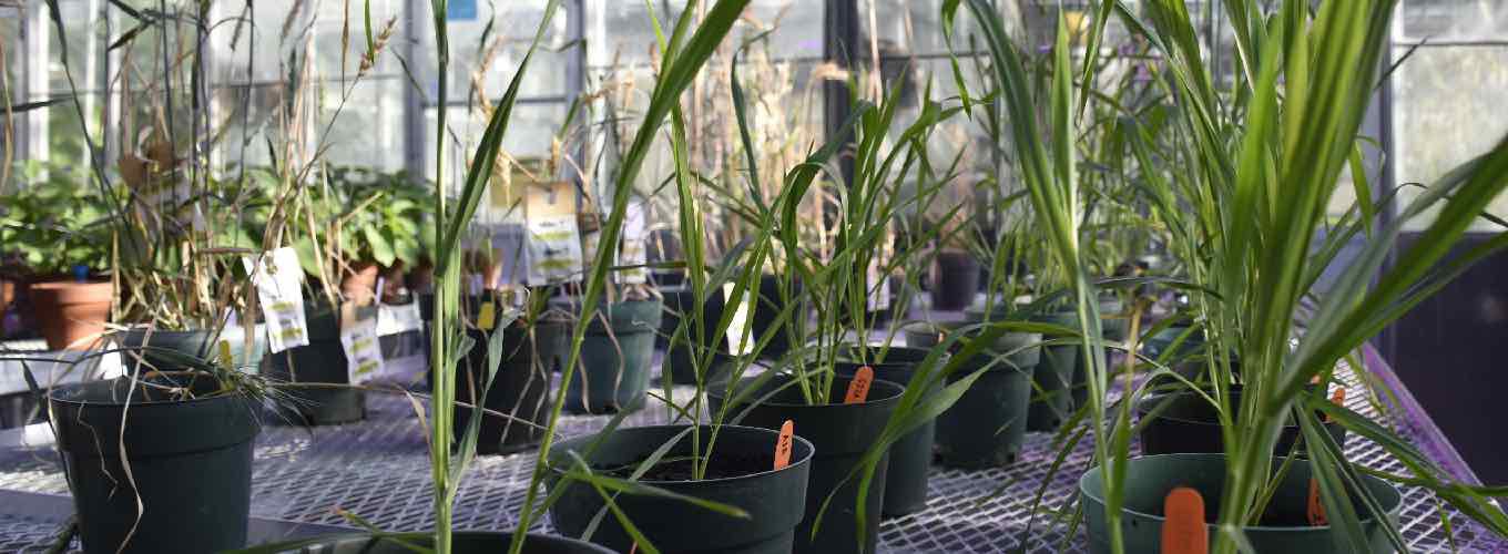 Wheat plants in pots in a greenhouse