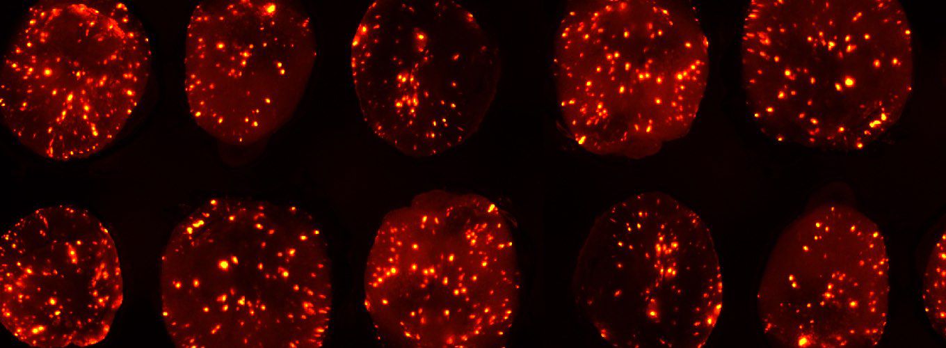 Círculos rojos con puntos rojos fluorescentes esparcidos dentro de ellos.