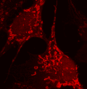 Células del cerebro de ardilla con mitocondrias fluorescentes rojas brillantes