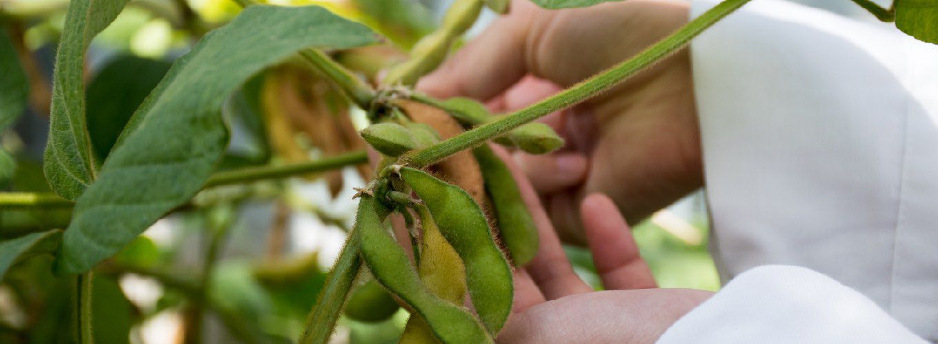 Hands holding a soybean plant