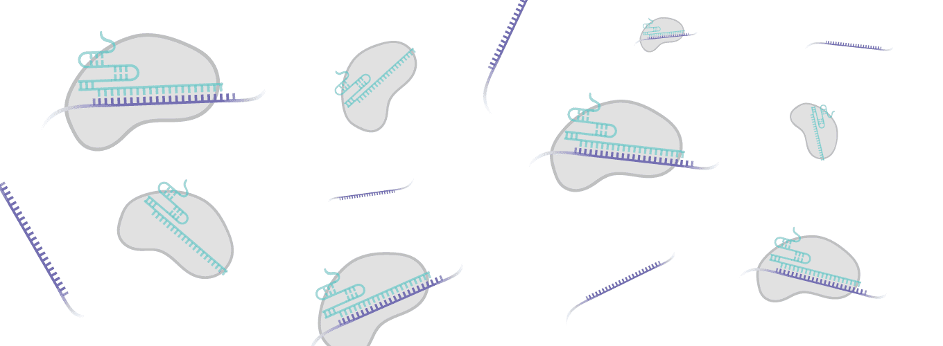 Dibujos animados de proteínas Cas14 que flotan y se unen al ssDNA