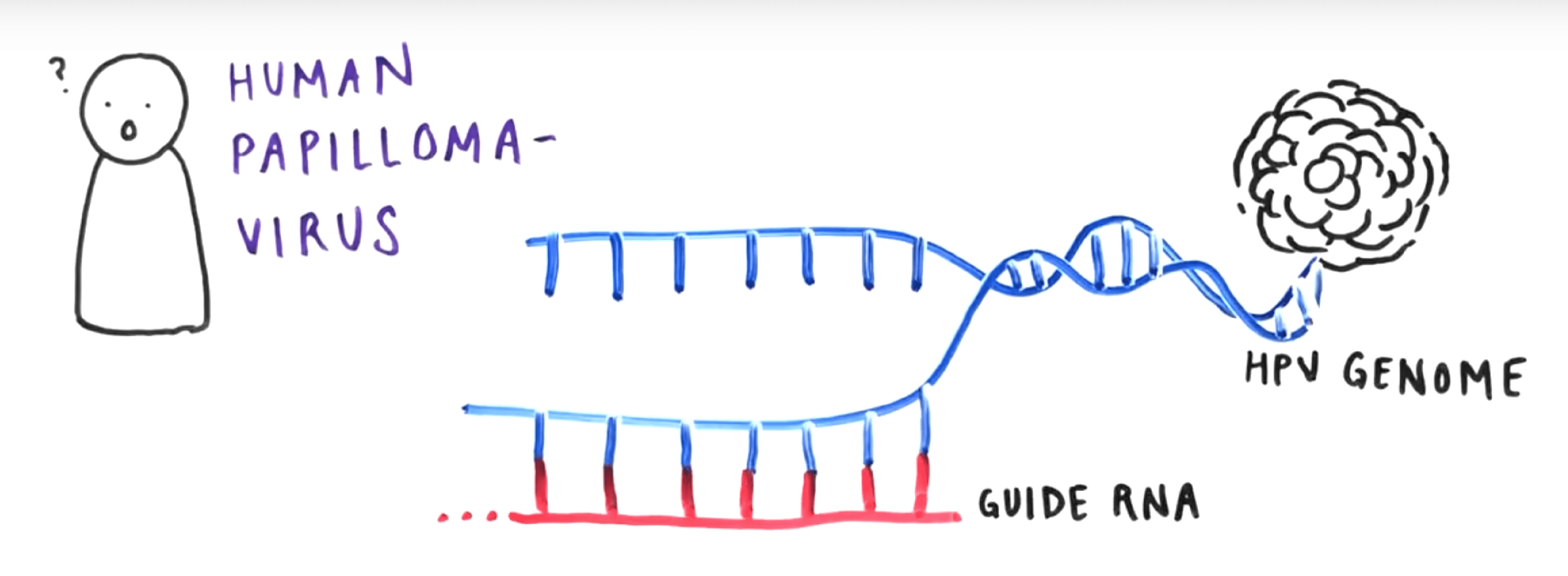 A cartoon showing the DNA coming out of Human Papilloma-Virus